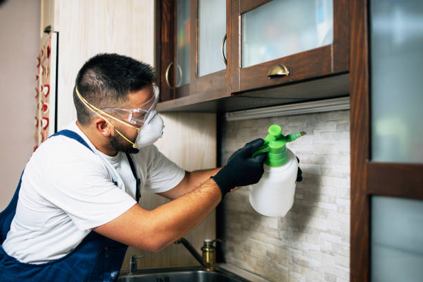 Best Rat Extermination Near Me  in Verde Village, AZ